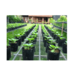 Nursery Bag 1 Kg