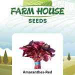 Amaranthes Red FH70