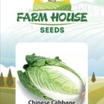 CHINESE CABBAGE FH-175