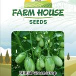 BRINJAL GREEN DROP FH-29