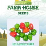 Chilli Red Lantern FH-43