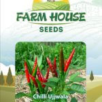 Chilli Ujjwala FH 45