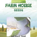 ASH GOURD FH820