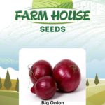 BIG ONION FH240