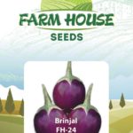 BRINJAL FH-24