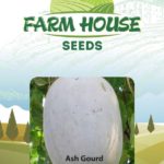ASH GOURD FH-825