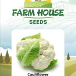 CAULIFLOWER FH-180