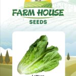 LETTUCE FH-565