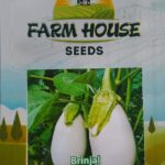 Brinjal FH26