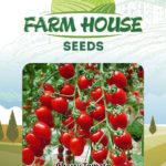 Cherry Tomato FH-118