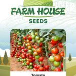 Tomato FH-115