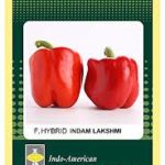 Indo American INDAM LAKSHMI