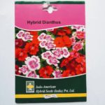 Indo Amarican Hybrid Dianthus
