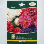 Indo American Aster