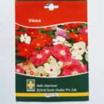 Indo American Vinca