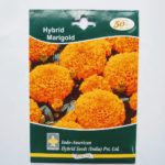 Indo American Hybrid Marigold