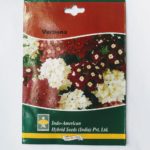 Indo American Verbena