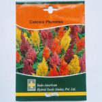 Indo American Celosia Plumosa